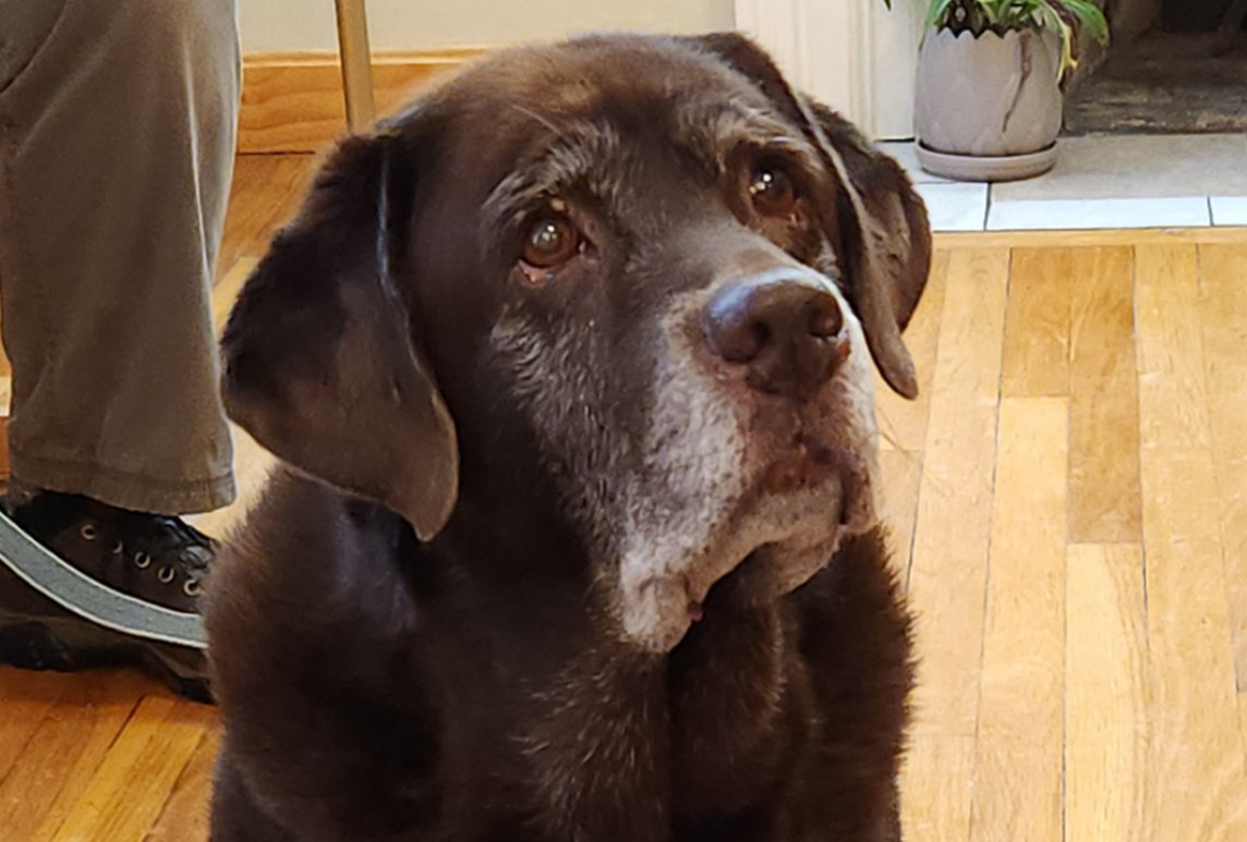 Chocolate Lab patient