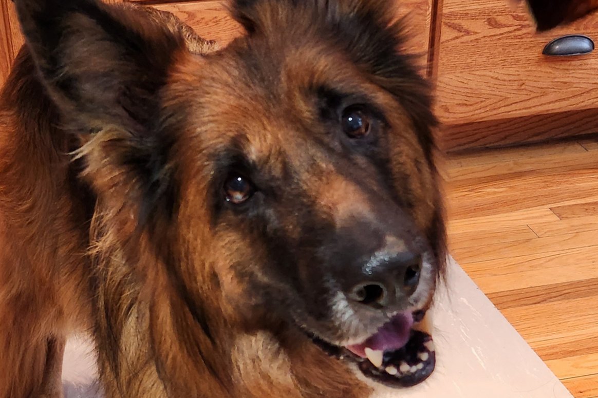 German Shepherd patient